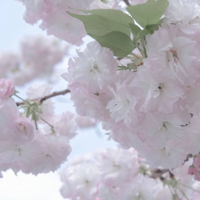 Furry原创作品设计思路福瑞群